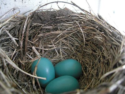 American robin nest blue eggs