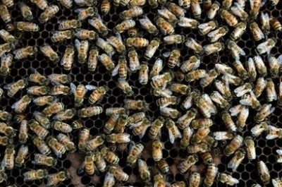 swarm of 1000 bees at airport