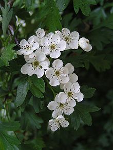 Common Hawthorn Flowers are white 