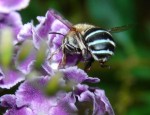 Bee visiting purple flowers. Credit: CC Aussiegall/Flickr.