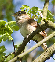 nightingale